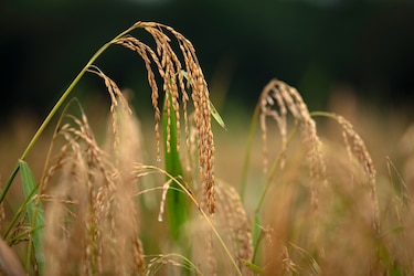 Gobierno avala medidas extraordinarias para la importación de semilla de arroz