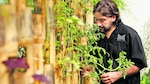 Chefs revolucionan la cocina panameña