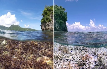 Los océanos se quedan sin oxígeno por calentamiento global