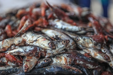 Perú abre la segunda temporada de pesca de anchoveta 