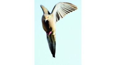 Las palomas tienen lo suyo