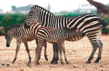 Las rayas de las cebras son para evitar los insectos