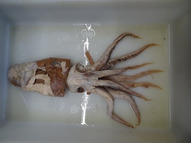 El calamar de Poseidón, un descubrimiento en el top 10 de especies extraordinarias