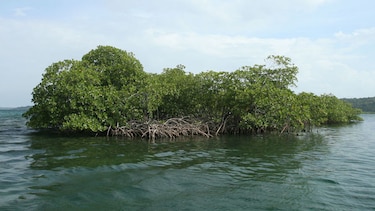 Sinaproc rescata a extranjera que estaba desaparecida en isla Bastimentos