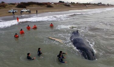 Logran rescatar una ballena en costa  argentina tras 24 horas encallada