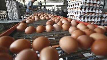 Se mantiene producción de huevos en EU
