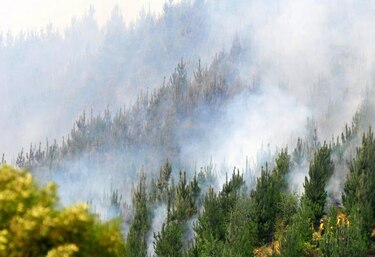 Mil hectáreas de bosques incendiadas entre Argentina y Chile