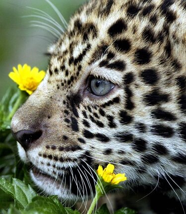 Avistamiento de dos jaguares en Arizona genera entusiasmo
