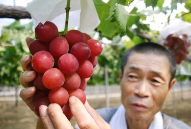Un racimo de uvas vendido por $11 mil en Japón