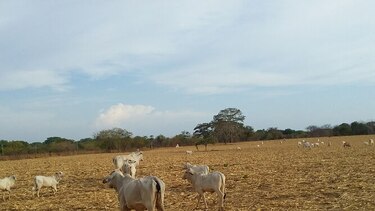 Ganaderos reportan que se agota el alimento para el ganado