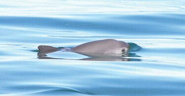 Piden terminar con la captura de vaquitas marinas en México