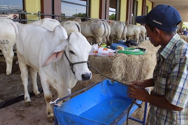 Congreso Brahman 'vende' a Panamá como plataforma genética internacional