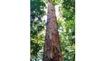 El árbol más grande de la Amazonía está a salvo del fuego
