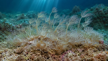 Activan plan para frenar avance de coral invasor que afecta al mar Caribe