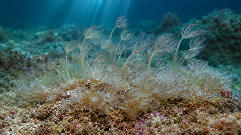 Activan plan para frenar avance de coral invasor que afecta al mar Caribe