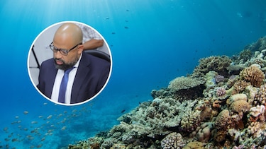 ‘Desmantelan la protección de corales’: ambientalistas alertan sobre nueva ley