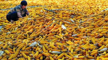 China estabiliza la venta de maíz y soja