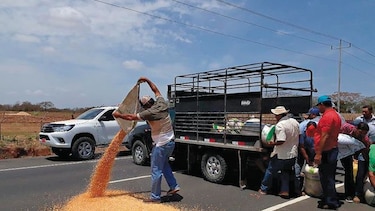 Productores exigen compra de maíz