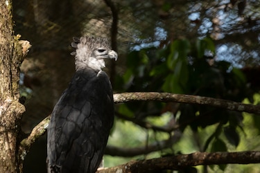 Jardín Botánico Summit festeja los 16 años del águila harpía ‘Panamá’