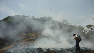MiAmbiente: más de mil hectáreas afectadas por incendios en Los Santos
