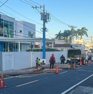 Indignación vecinal por tala de palmas reales en Parque Lefevre