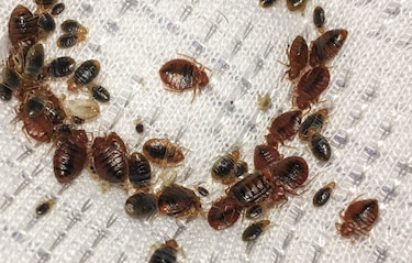 ¿Qué hacer ante una plaga de chinches?