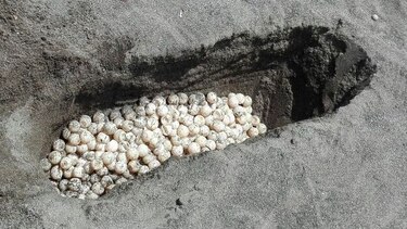 Más de 20 mil huevos de tortuga no logran eclosionar en costa de Tonosí