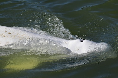 Una beluga extraviada en el Sena a 70 kilómetros de París recibirá vitaminas