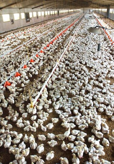 México decreta emergencia sanitaria por gripe aviar que afecta 582 mil aves