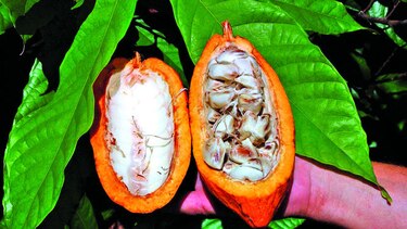 EU rechaza envíos de cacao de Ecuador