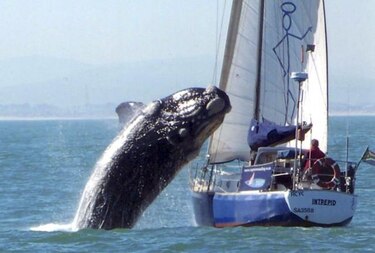 La ballena franca austral vuelve a visitar regularmente Nueva Zelanda