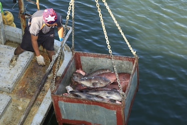 Proceso de consulta sobre nueva Ley de Pesca culmina 9 de marzo