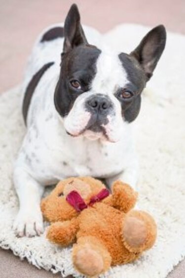 Perros sienten celos si su dueño da cariño a un can de peluche
