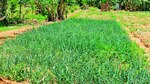 Panamá no pasa la prueba en materia de agricultura
