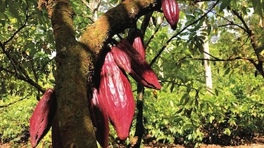 ¿Puede el cacao ayudar a salvar la Amazonia?