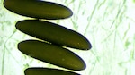 El mosquito ‘amigable’ de Oxitec ha sido efectivo
