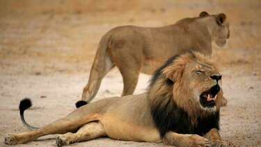 Zimbabue pide la extradición del cazador estadounidense que mató al león Cecil
