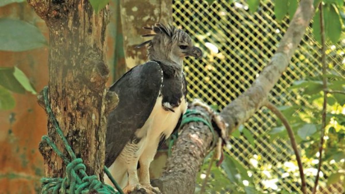 Fiesta verde con el águila harpía | La Prensa Panamá