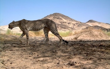El guepardo del Sahara es avistado nuevamente en el sur de Argelia