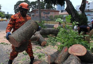 Talan árboles "enfermos" en avenidas Perú y Cuba