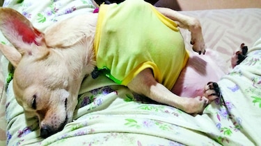 Consentidos: ‘Sparky’