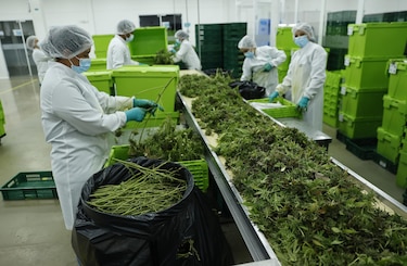 De la ley a la práctica: El desafío de implementar el cannabis medicinal en Panamá