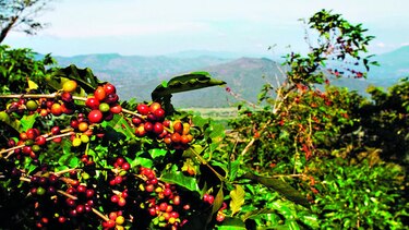 Producción de café sube 25%