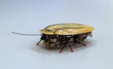 Una cucaracha robot, el último grito en biotecnología