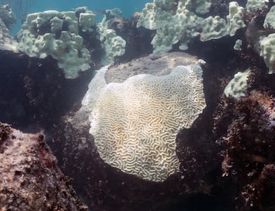EU alerta que el fenómeno de ‘El Niño’ podría provocar blanqueamiento global de los corales