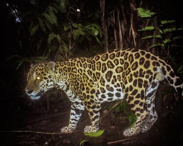 Smithsonian: Han muerto 26 jaguares en Panamá en lo que va del año