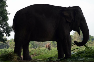 Elefante escapa de circo y mata a un jubilado que paseaba por un bosque en Alemania