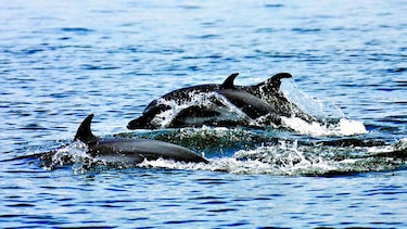 Delfines guiarán a vaquitas marinas