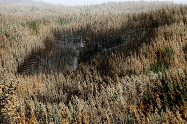 Chile estima que el 25% de los incendios de 2023 han sido intencionales