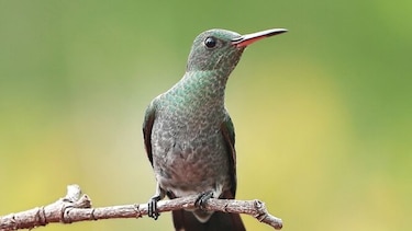 Un acercamiento con las aves y la naturaleza